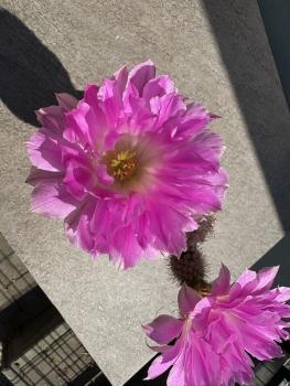 Echinocereus pectinatus v rigidissimus